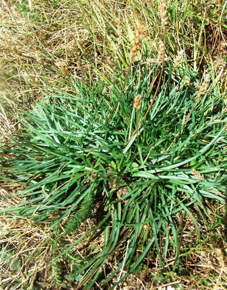 Plantago maritima subsp. serpentina